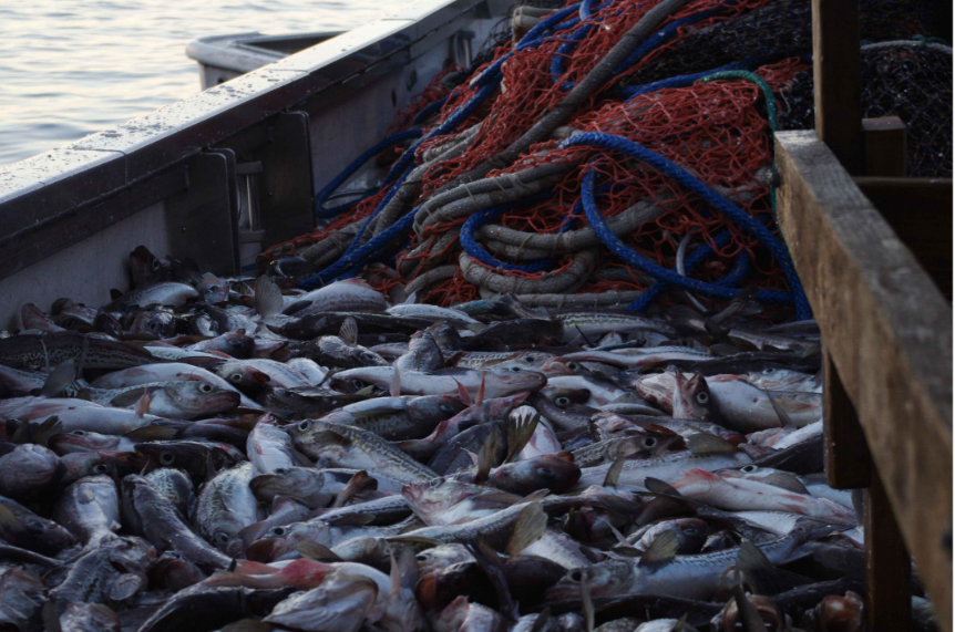 USDA to buy more salmon, pollock, shrimp, and haddock