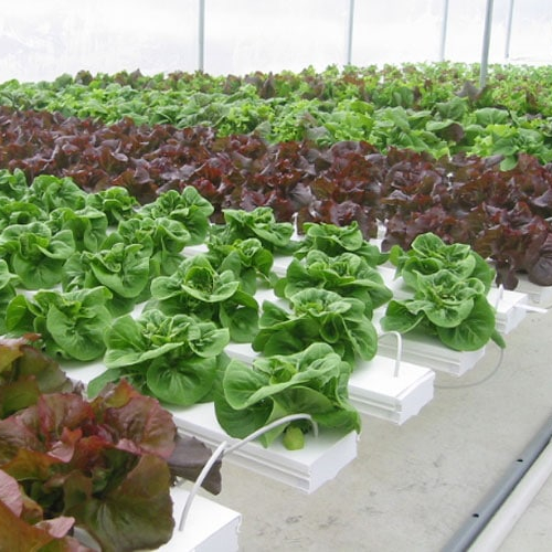 Advantages of hydroponic planting