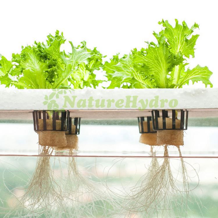 How to setup hydroponic grow system?