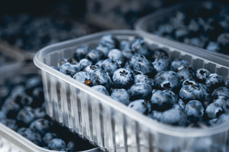 Blueberry Cultivation Guide: Ideal Soil Conditions in Plastic Pots
