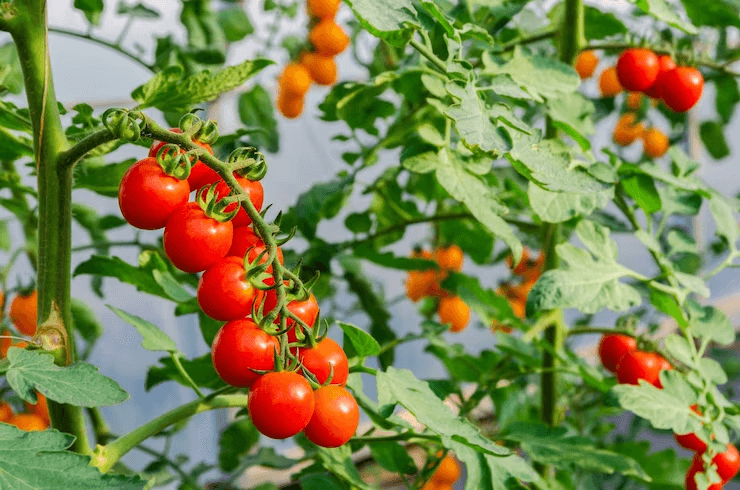 What is the cultivation technology of tomato solar greenhouse winter and spring crop?