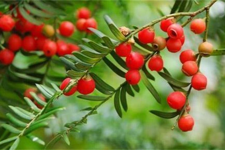 The Purification of Taxus Extract by SepaBean™ Machine