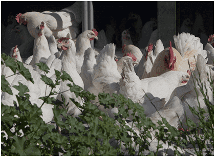 Віншую!Sensitar мае вялікую здзелку з JTC Poultry Processing Hub