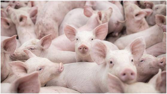 Motåtgärder och förslag för afrikansk svinpest