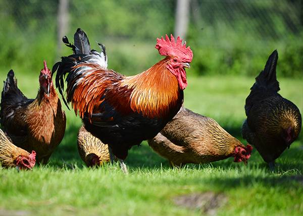 תאילנד הטילה הגבלות יבוא זמניות על מוצרי עופות מאזורים שנפגעו משפעת עופות פתוגנית מאוד בצרפת