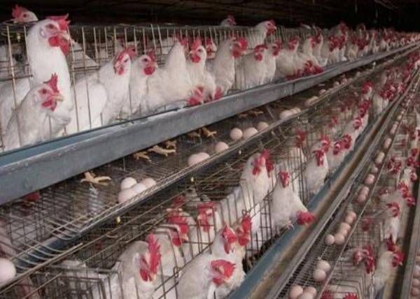 Japonsko zabije desítky milionů kuřat kvůli ptačí chřipce, cena vajec dosáhla sedmiletého maxima