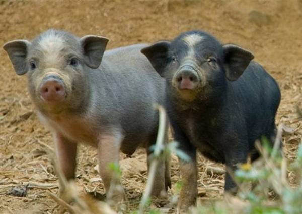 Foarsoarchsmaatregels oer Afrikaanske Swine Fever