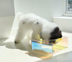 לוגו מותאם אישית סיטונאי יוקרה צבעוני חתול כלב לחיות מחמד קערת מזון למזון מים