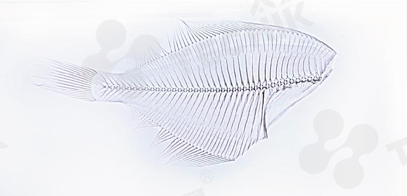 Techik will bring Professional Fish Bone X-ray Inspection Equipment to International Fishery Expo on November 9-11