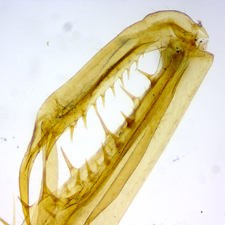 Biological microscopy - mantis legs