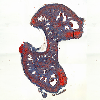 Biological microscopy  - Mouse penis by live stitching