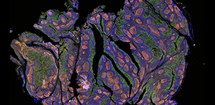 Stomach Tissue Widefield Imaging