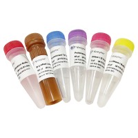 TUNEL BrightRed Apoptosis Detection Kit A113