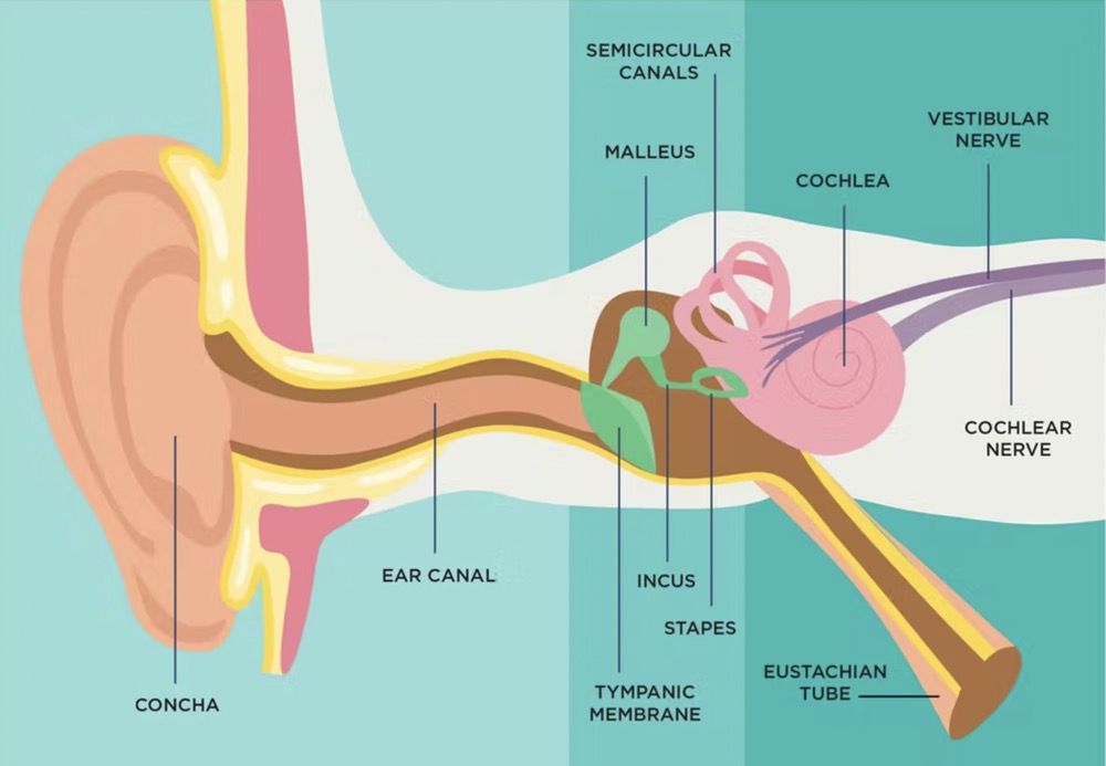 Do earbuds push earwax?