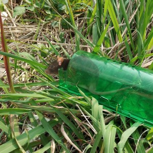 Plastic humane smart no kill catch and release mouse trap rat trap mice trap