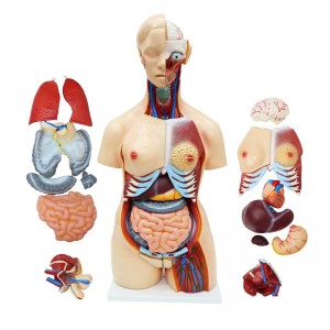 Model anatomic de trunchi medical 23 de piese, model de dimensiune naturală de 85 cm cu organe detașabile pentru clasă, studenți, materiale didactice