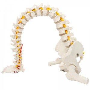 Гъвкав модел на човешки гръбнак с бедрена глава в реален размер
