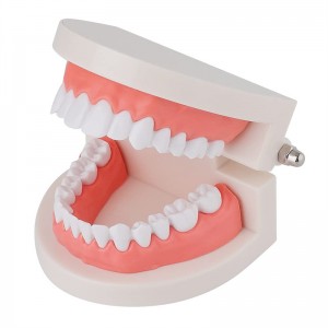 نموذج تفريش الأسنان القياسي عرض نموذج الأسنان التوضيحي