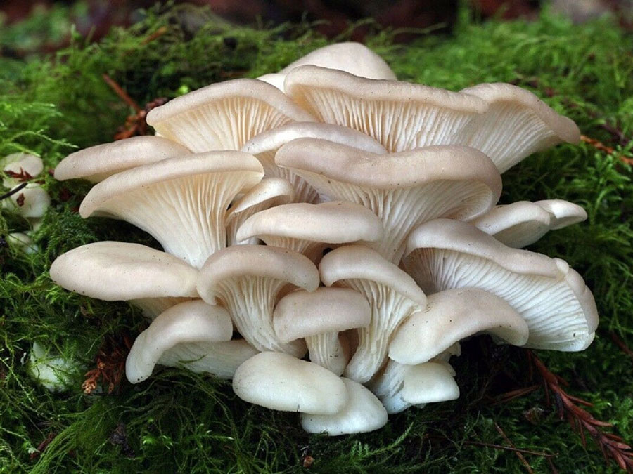 Organic-Oyster-Mushroom