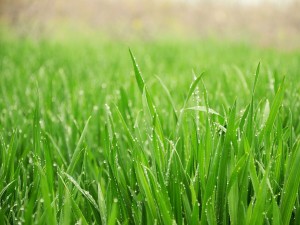 Органический порошок травы пшеницы Super Food