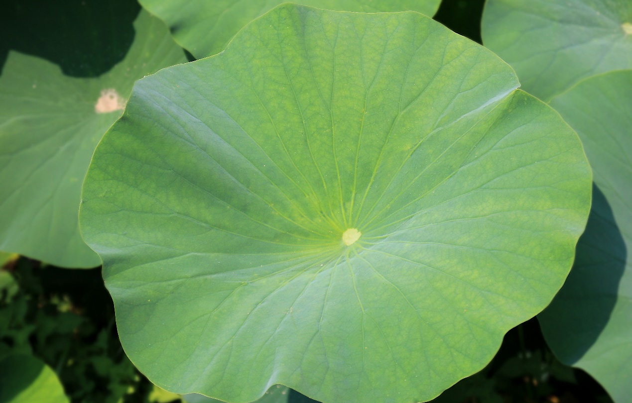 De voordelen van lotusbladpoeder en geschikte mensen