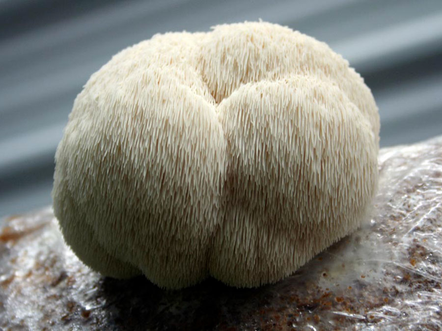 Органічний порошок гриба Левова грива
