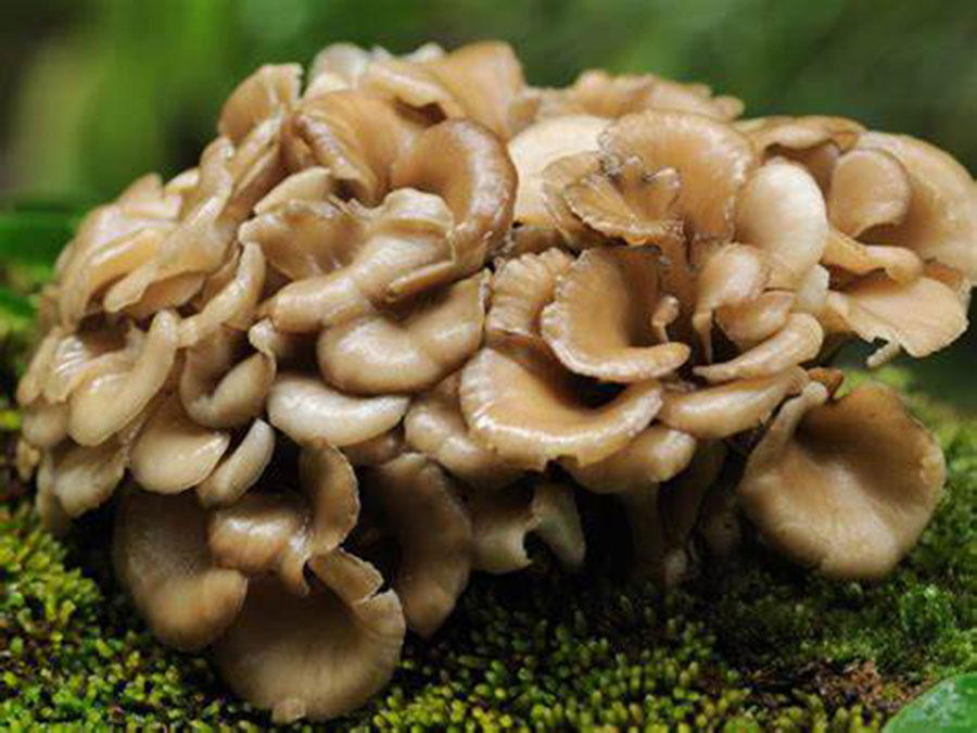 Organic Maitake Mushroom Poda