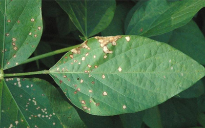 What fungicide can cure the Soybean bacterial blight