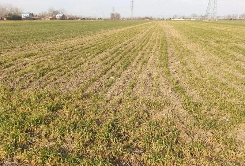 Wheat has withered in a large area, which is rare in 20 years! Find out the specific reason! Is there any help?