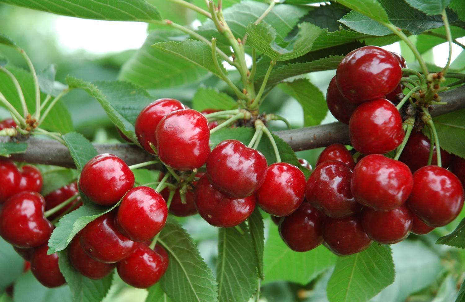 Kako preprečiti rjavo gnilobo plodov češnje