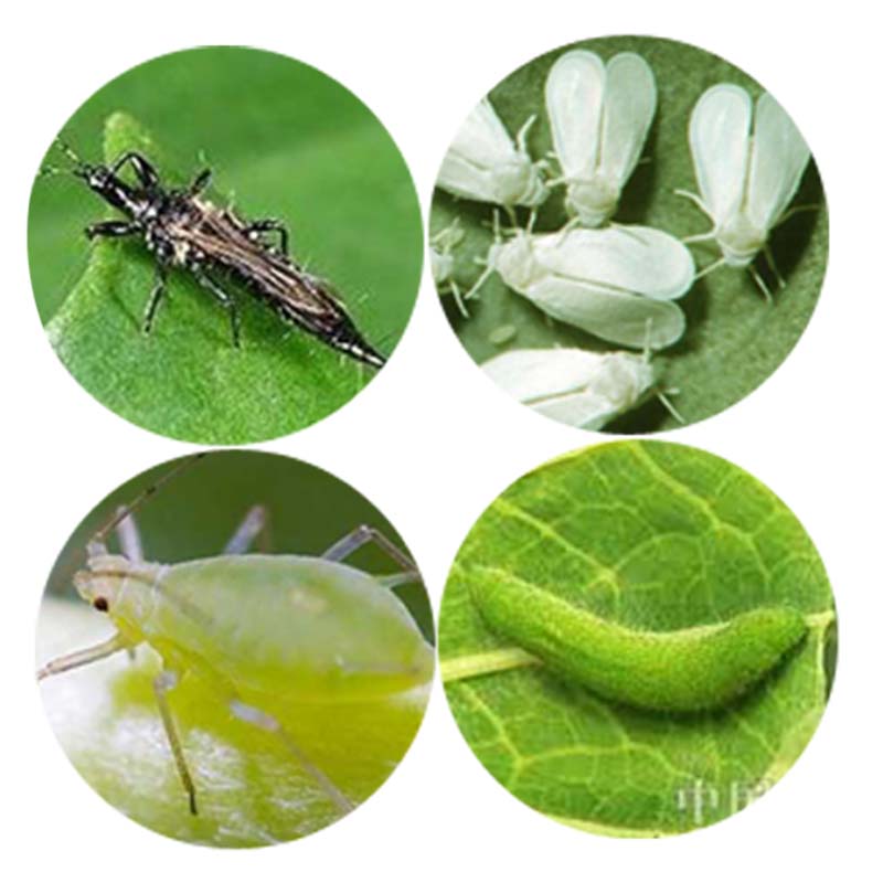 Reasonable price Deltamethrin Insecticide - Good supplier of Agrochemicals Pesticides 50g/L EC Lufenuron insecticide withgood price – AgeruoBiotech