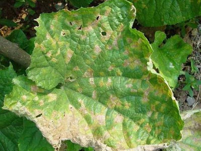 Common Diseases of Cucumber and Prevention Methods