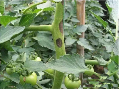 How to prevent tomato early blight?