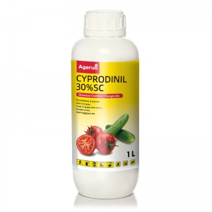 Qalîteya Bilind a Purity Factory Price Pesticide Fungicide Cyprodinil 30 % SC