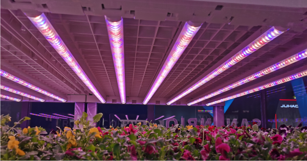 Are LED lights bad for growing？