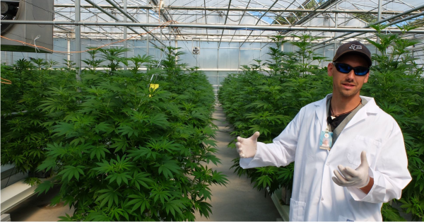 Why Grow Cannabis With LED Lights?