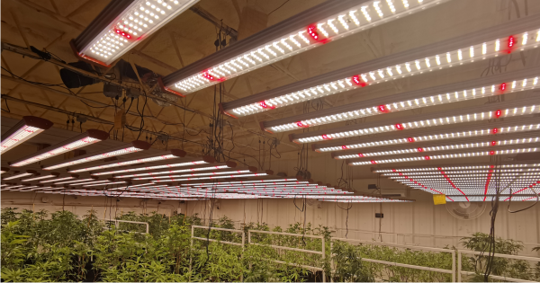 Visit at OKC farms equipped with hundreds of aikogrow MS4 LED grow light