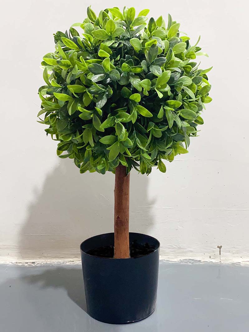 bonsai-XY5230151
