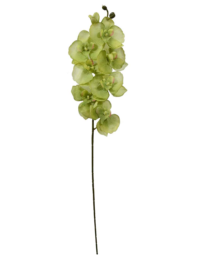 butterfly orchid spray-YA3017013-G01