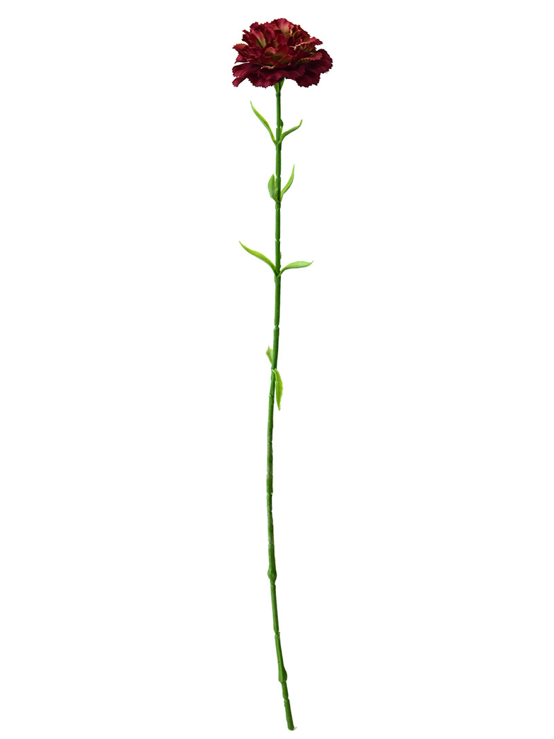 carnations stem-BA3017006-R01