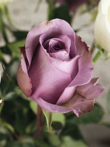 Spary rosa di seta singola artificiale per giardino domestico...