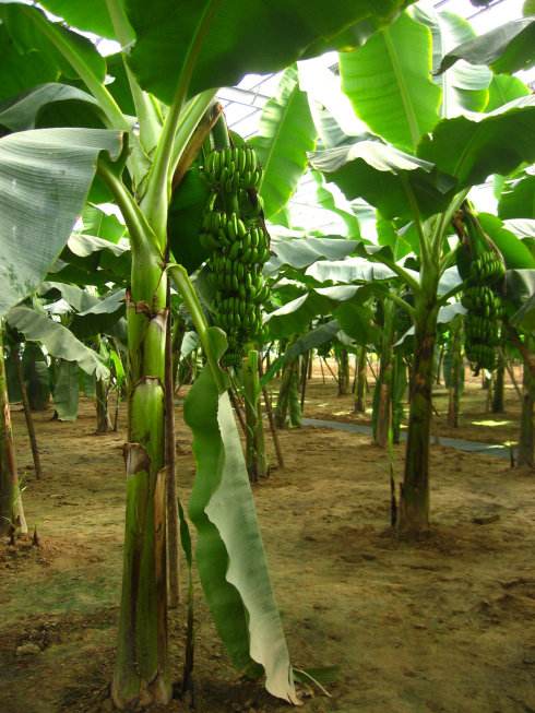 Irrigation tips for banana plantain