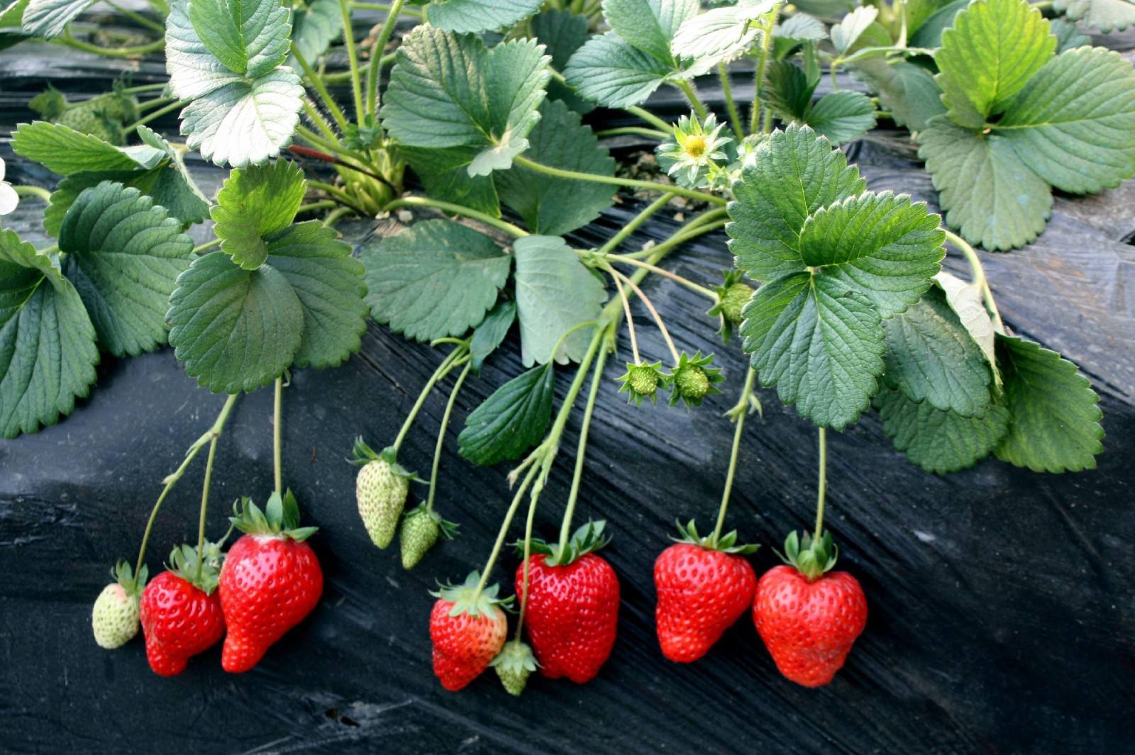 Strawberry irrigation, spray tube or drip tape, which is better?