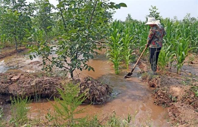 The harm of flood irrigation to fruit trees