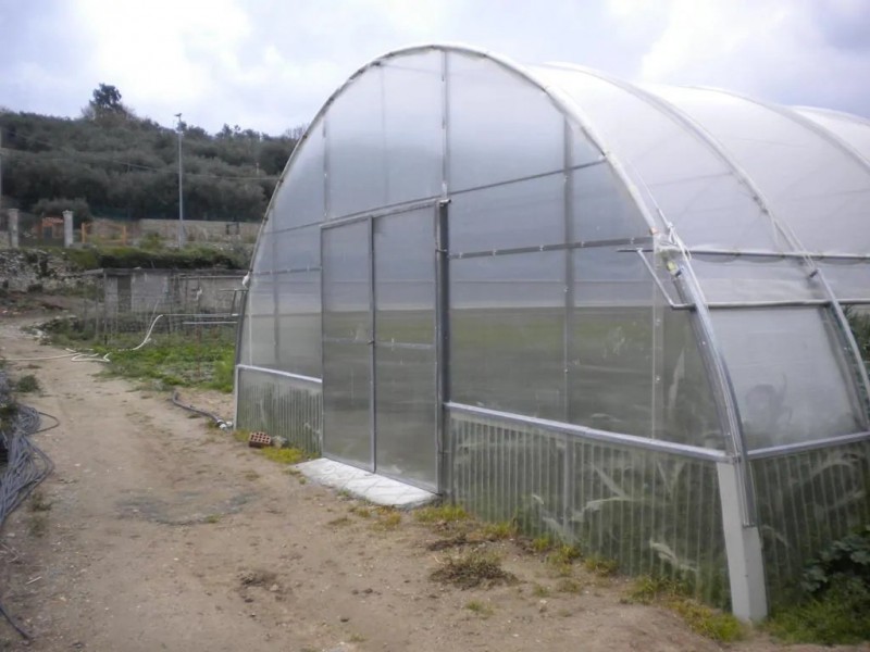 Invernadero de plástico de túnel económico para vegetales