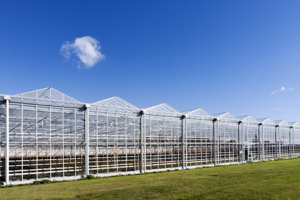 Why Glass Greenhouse Prefer Diffusing Glass?丨AX Greenhouse Industry News
