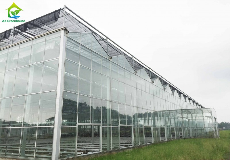 High cost performance hot galvanized steel Fully automatic multi-span venlo glass greenhouse for herb cultivation