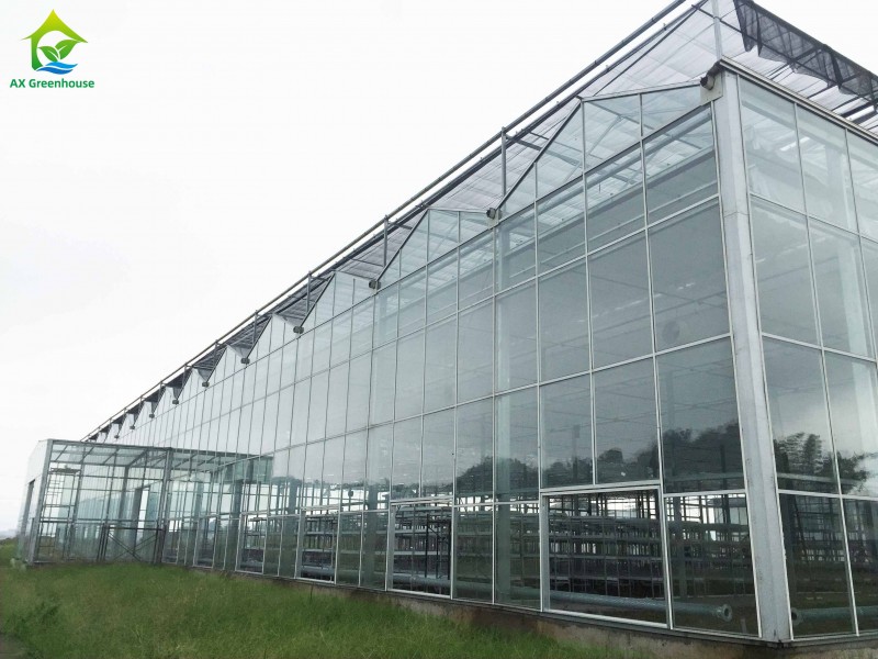 High cost performance hot galvanized steel Fully automatic multi-span venlo glass greenhouse for herb cultivation