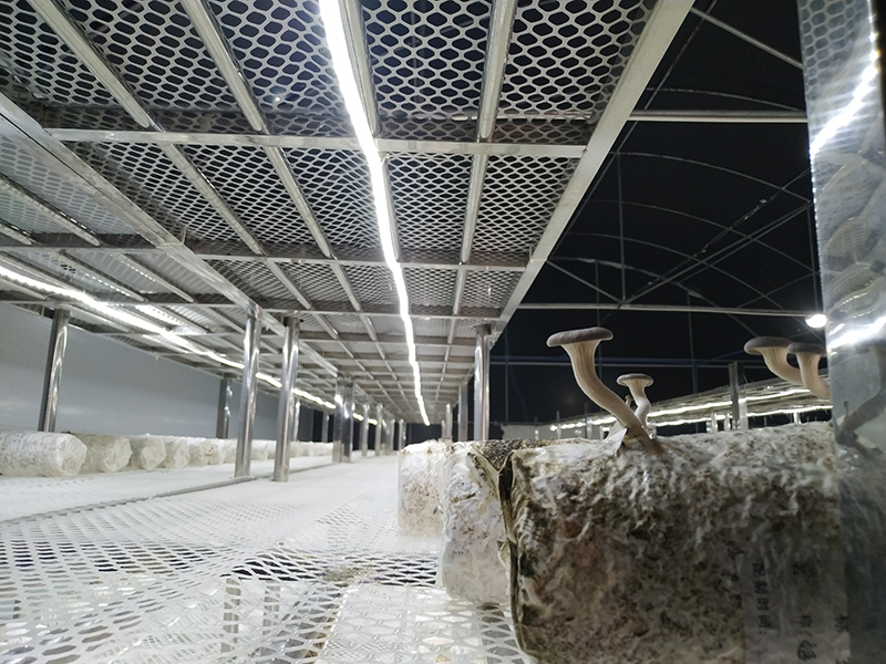 Mushroom multi-span greenhouse full light dep system with shelf-PBMD002