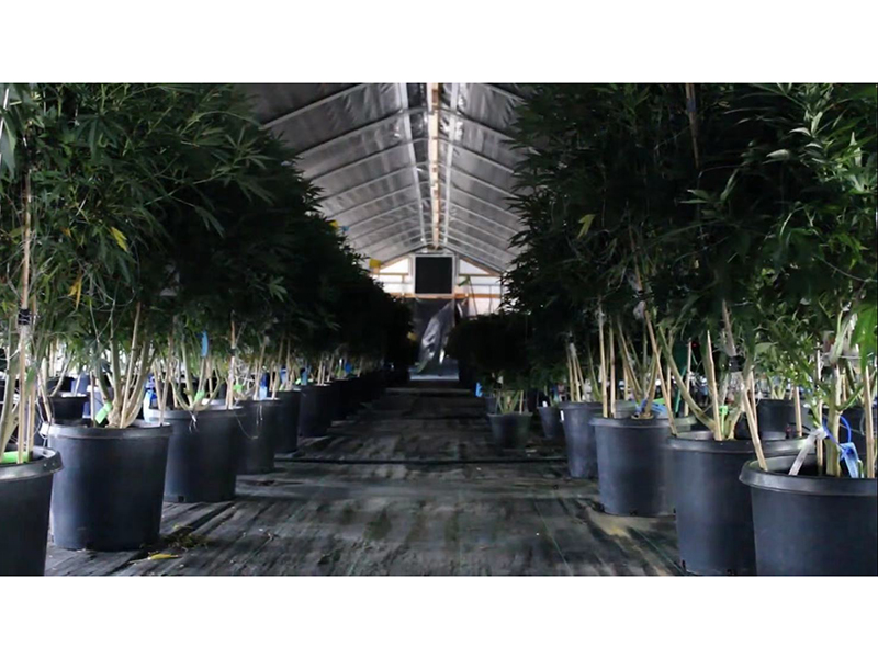 ເຮືອນແກ້ວທີ່ຂາດແຄນແສງສະຫວ່າງ 2021 ເຮືອນແກ້ວການປູກຝັງ Cannabis ມາດຕະຖານ / Cannabis Nursery Greenhouse-PBSG004